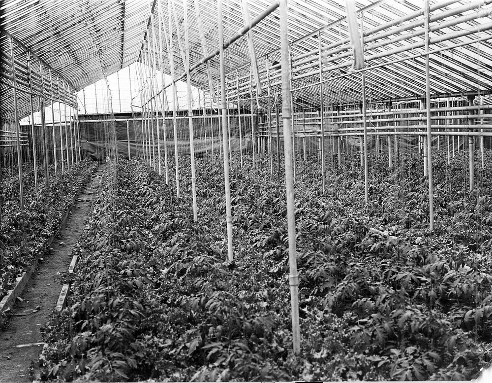 The W.G. Swingle greenhouse in Columbus, Ohio growing lettuce between young tomato plants in May 1918. Photo courtesy…