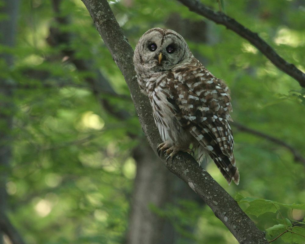 Barred OwlPhoto by USFWS. Original public domain image from Flickr