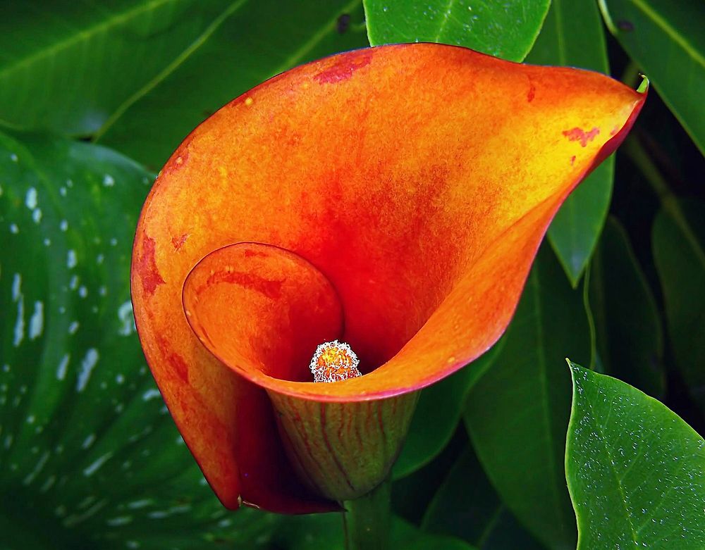 Orange calla lily. Original public domain image from Flickr