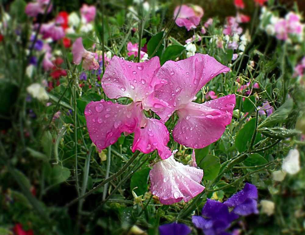 Sweet pea is a flowering plant in the genus Lathyrus in the family Fabaceae, native to Sicily, southern Italy and the Aegean…