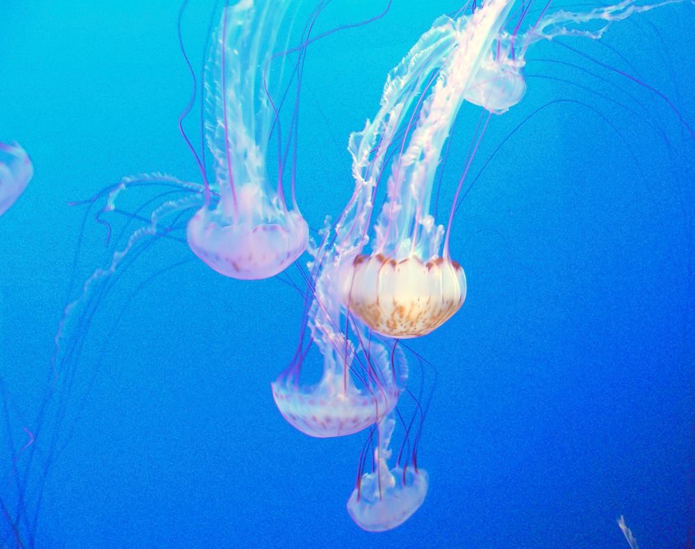 Monterey Aquarium. Jellyfish.Jellyfish or jellies are the major non-polyp form of individuals of the phylum Cnidaria. They…
