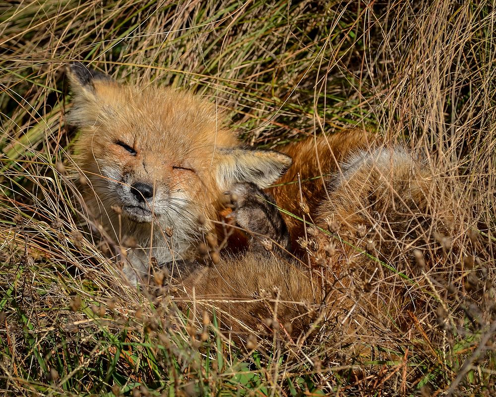 Red fox. Original public domain image from Flickr