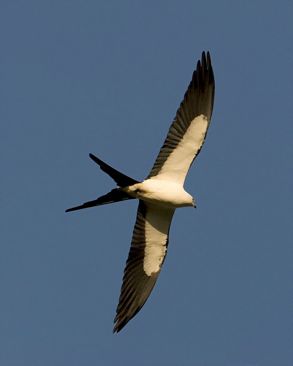 Swallow-tailed Kite, NPSPhoto, Rodney Cammauf.