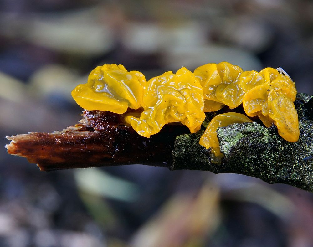 Jelly Fungi