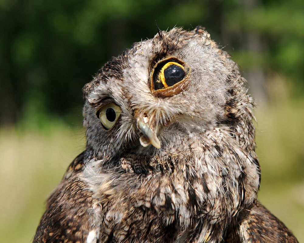 Owl injured from collision with car. Original public domain image from Flickr