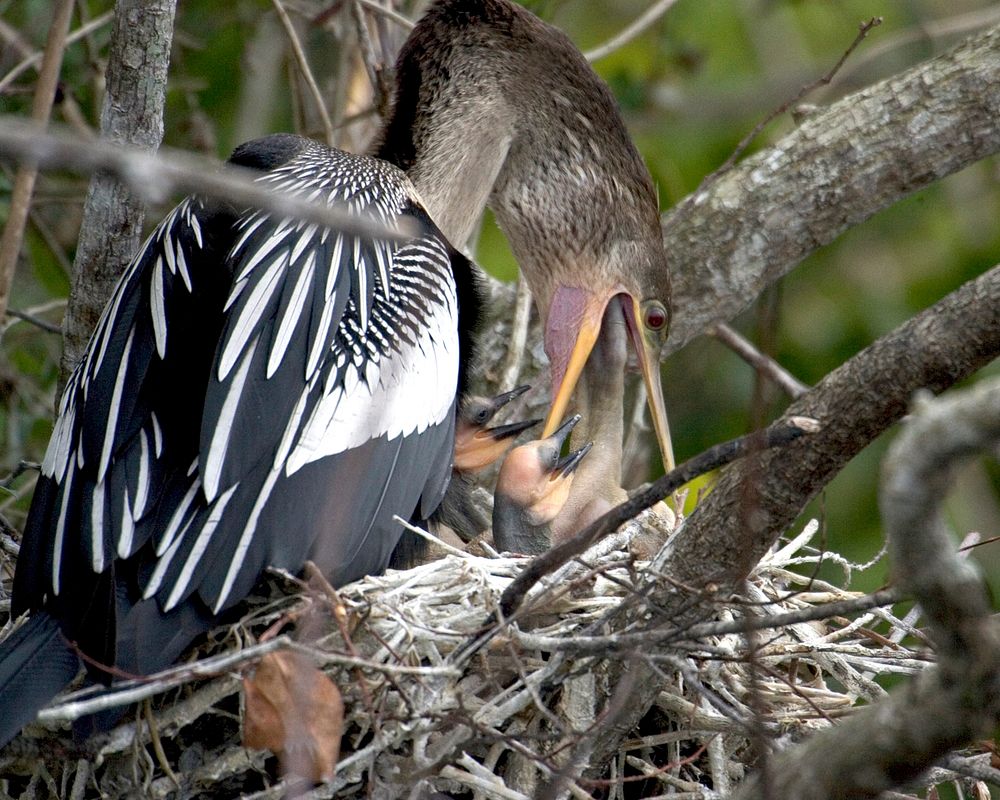 Anhinga feeding young along the Anhinga Trail, Everglades National Park