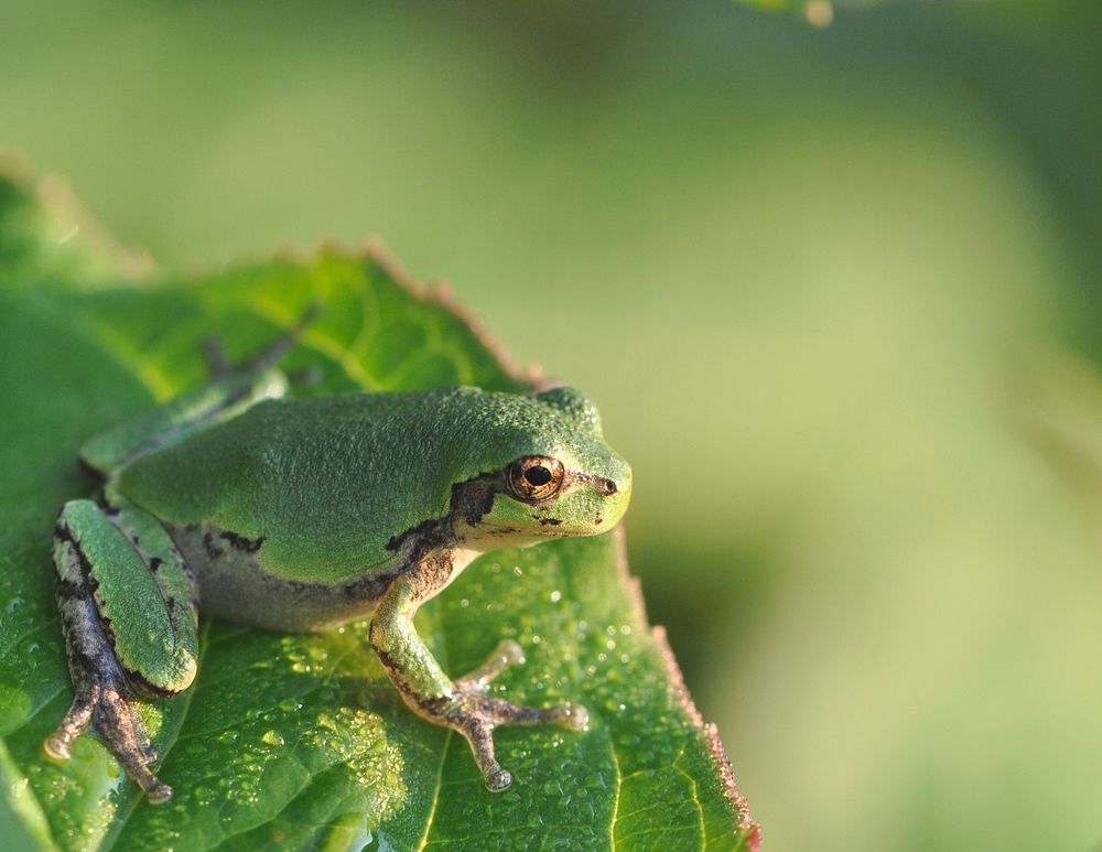 Eastern Gray Tree frog at Horicon National Wildlife Refuge. Original public domain image from Flickr