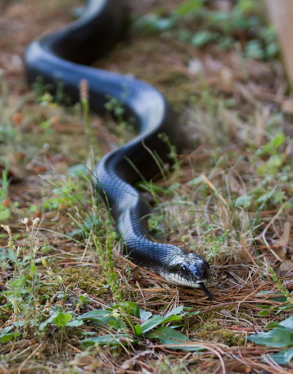 Black rat snake. Free public domain CC0 photo.