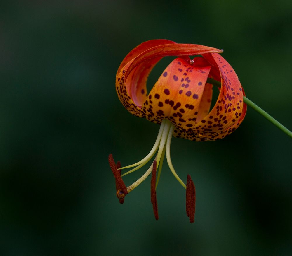 Turk's cap lily. Free public domain CC0 image.