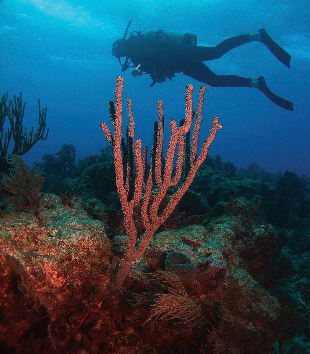 Diving with Corals n Puerto Rico. Original public domain image from Flickr