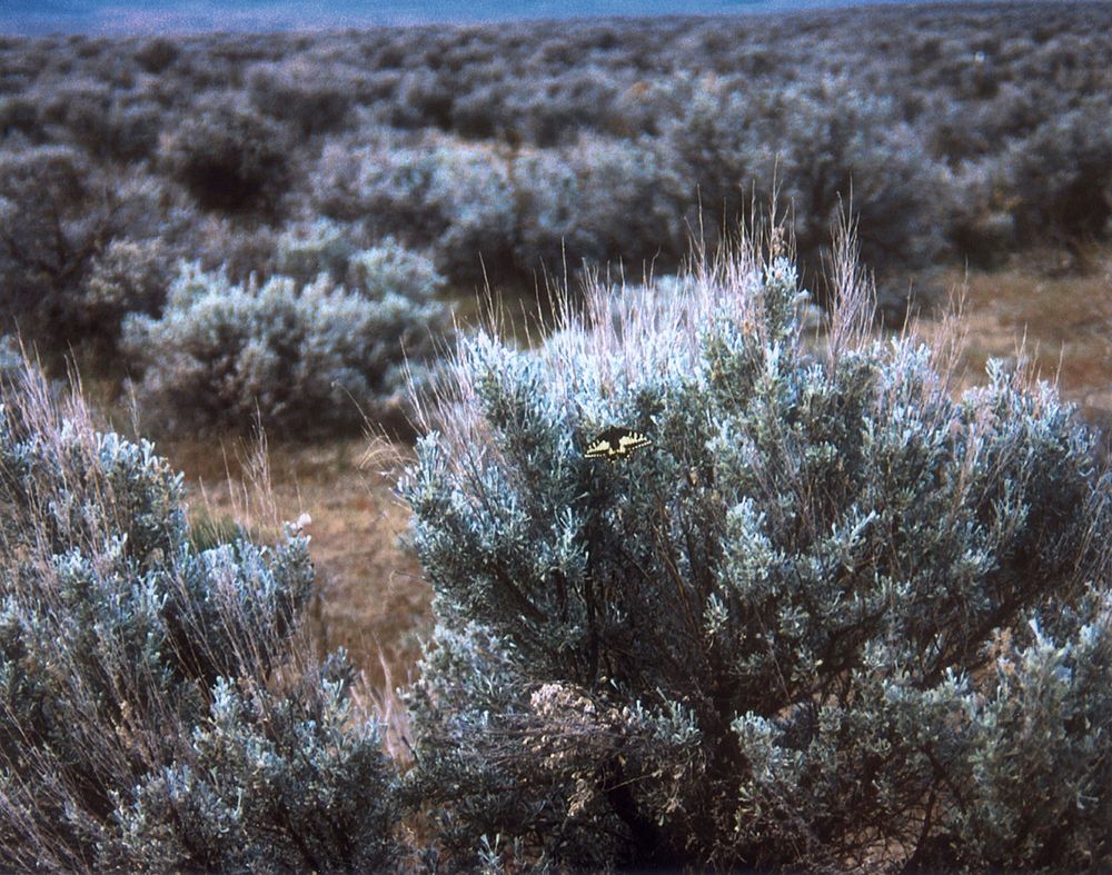 A butterfly is attracted to a field of sage-brush on the Hanford Site. Original public domain image from Flickr