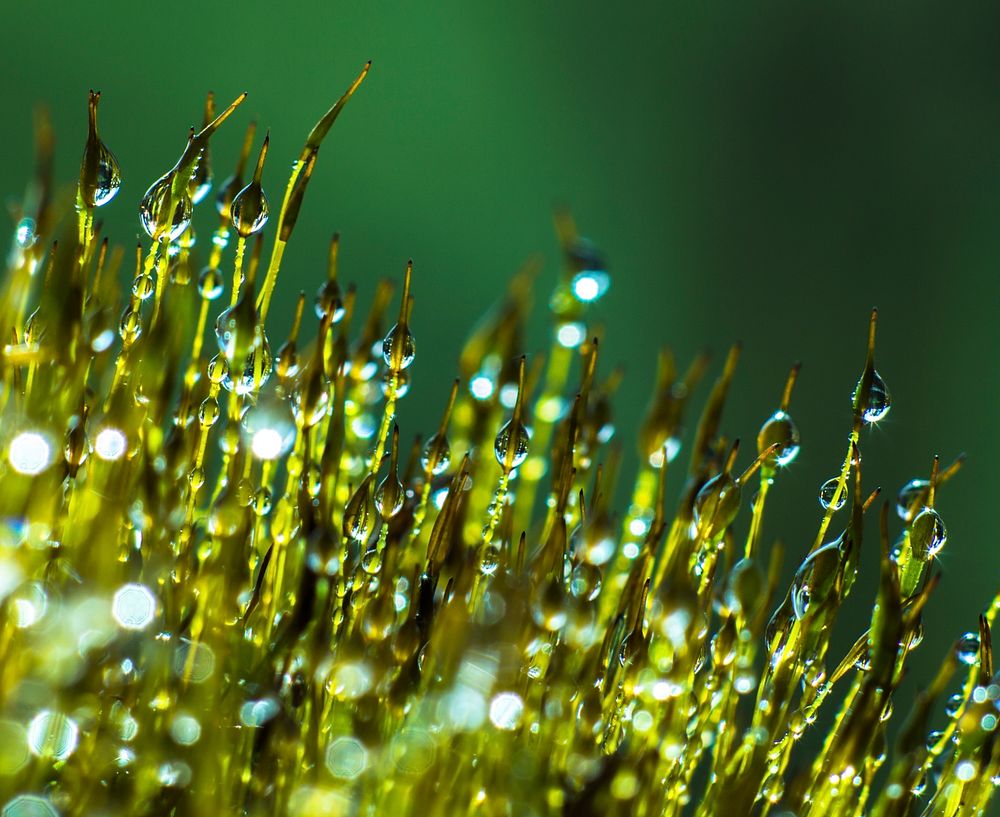 Morning Dew on Moss Spore Capsules
