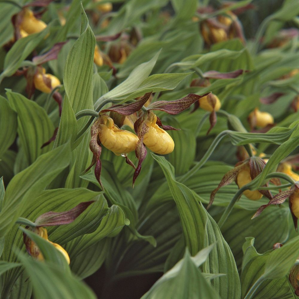 Yellow lady's slipper orchid. Free public domain CC0 photo.