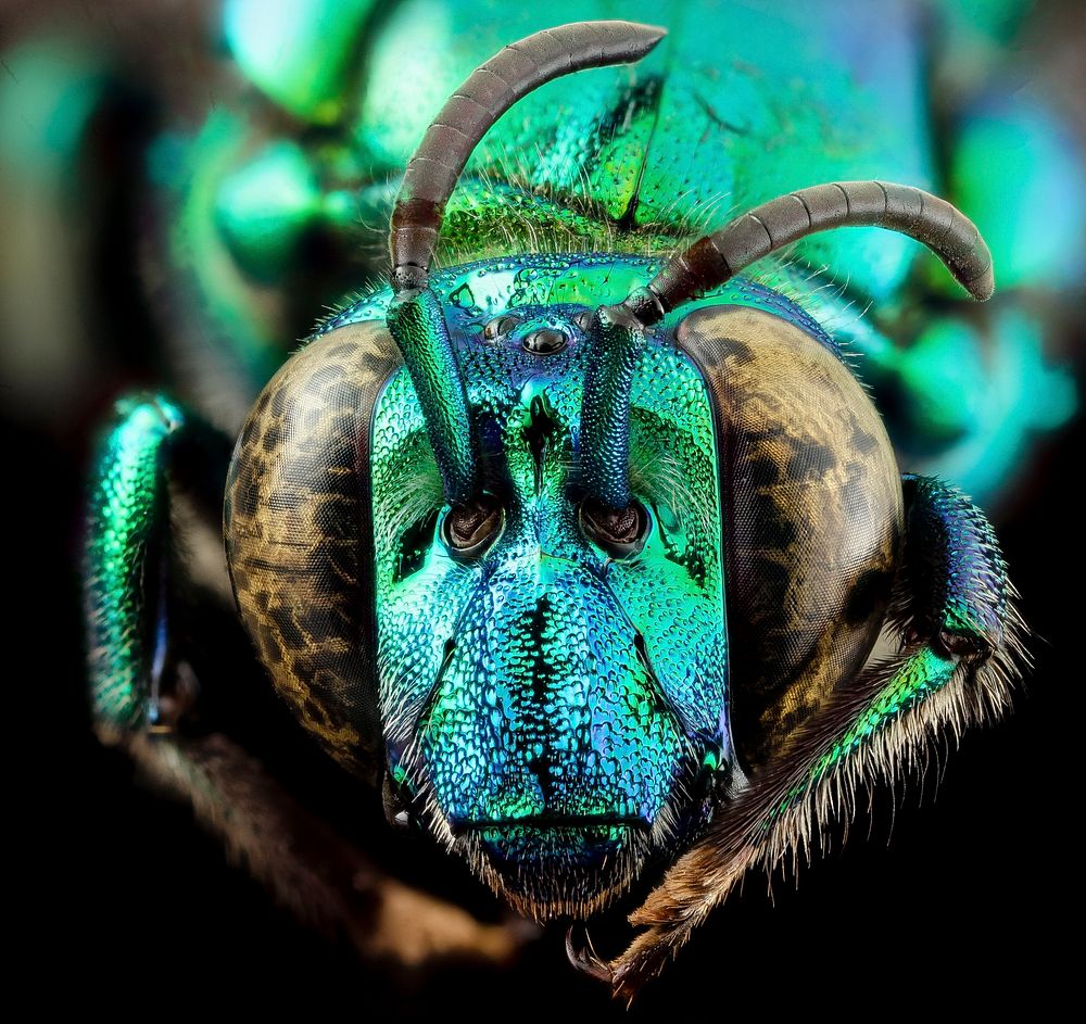 Two-Faced Bee. Take a quick a look at this "Exaerete frontalis" (part of the family of orchid bees or Euglossine bees), and…