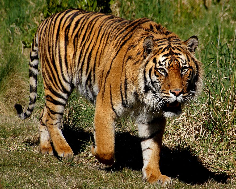 Sumatran tigers are the smallest surviving tiger subspecies and are distinguished by heavy black stripes on their orange…