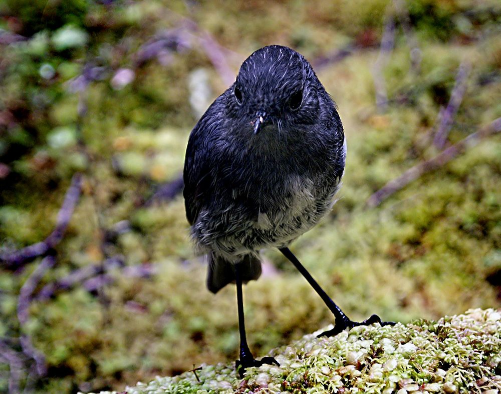 South Island Bush Robin.NZ