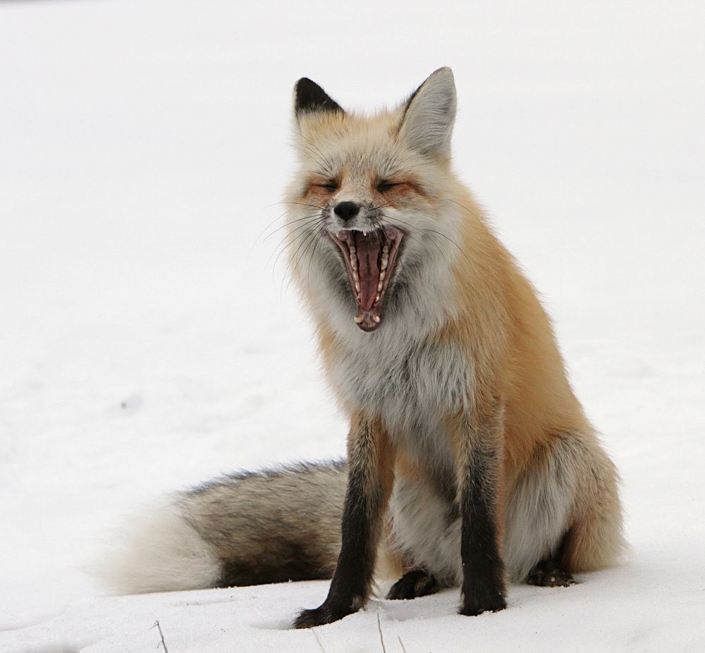 Red fox yawning in the Soda Butte drainage. Original public domain image from Flickr