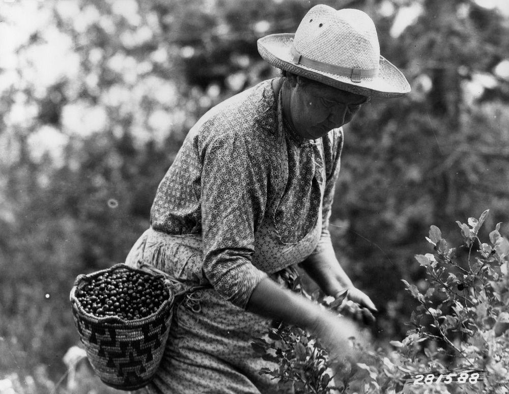 Man picking huckleberries in the harvest season, GPNF, WA. Original public domain image from Flickr