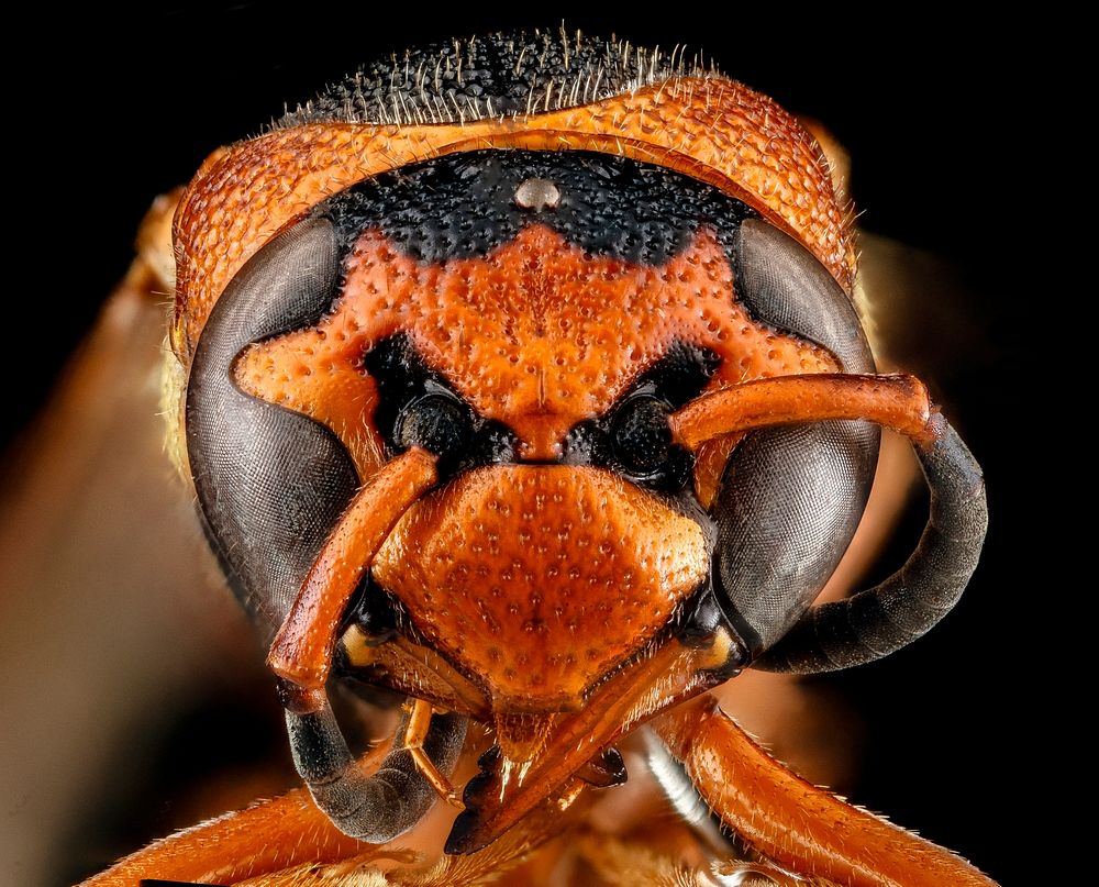 Unknown Wasp Species?