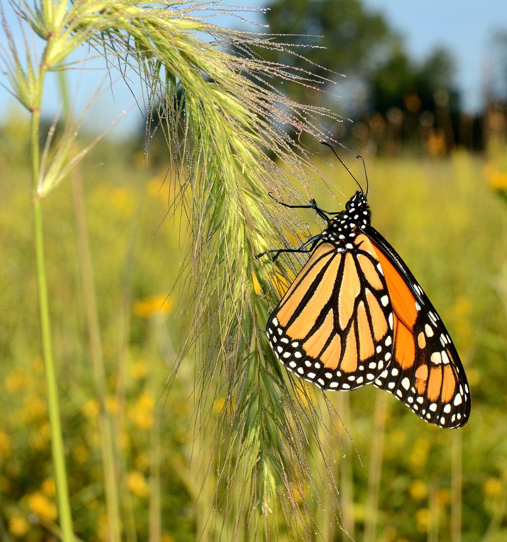 Monarch on foxtail. Monarch butterfly on foxtail in Malan Waterfowl Production Area in Michigan. Original public domain…