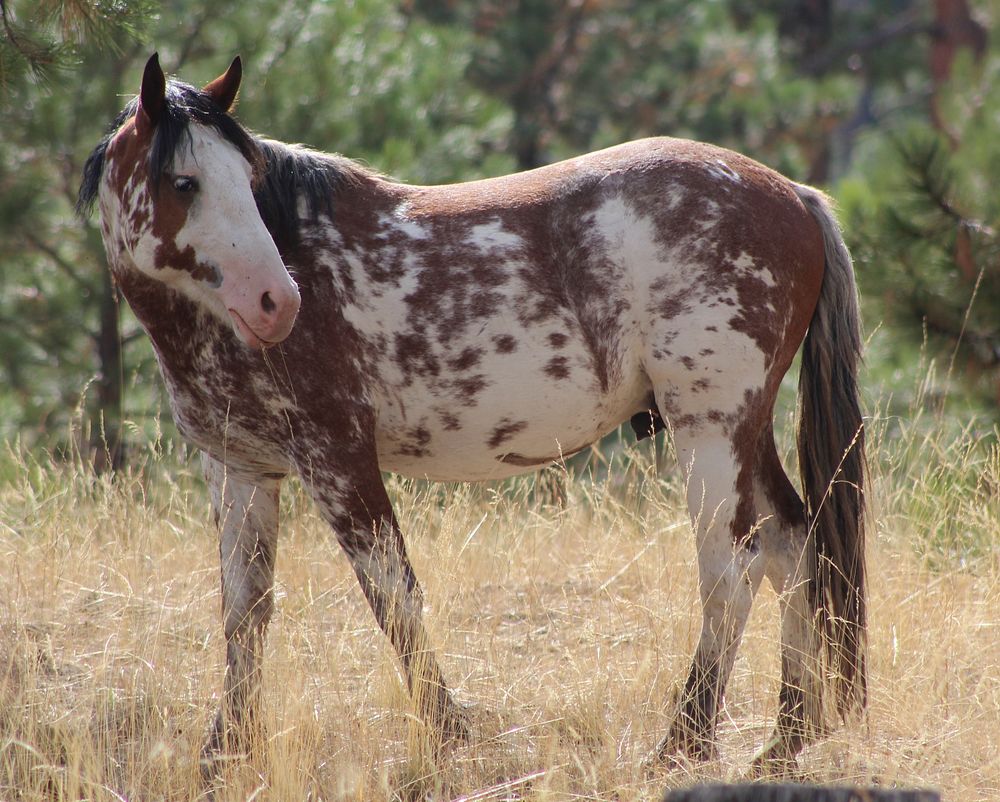 PAINTED WILD HORSE_LOOKOUT MOUNTAIN HERD-OCHOCOOchoco National Forest. Original public domain image from Flickr