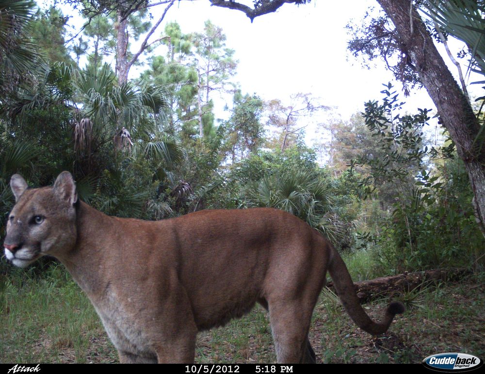 Adult Male Florida Panther on Florida Panther National Wildlife Refuge. Original public domain image from Flickr