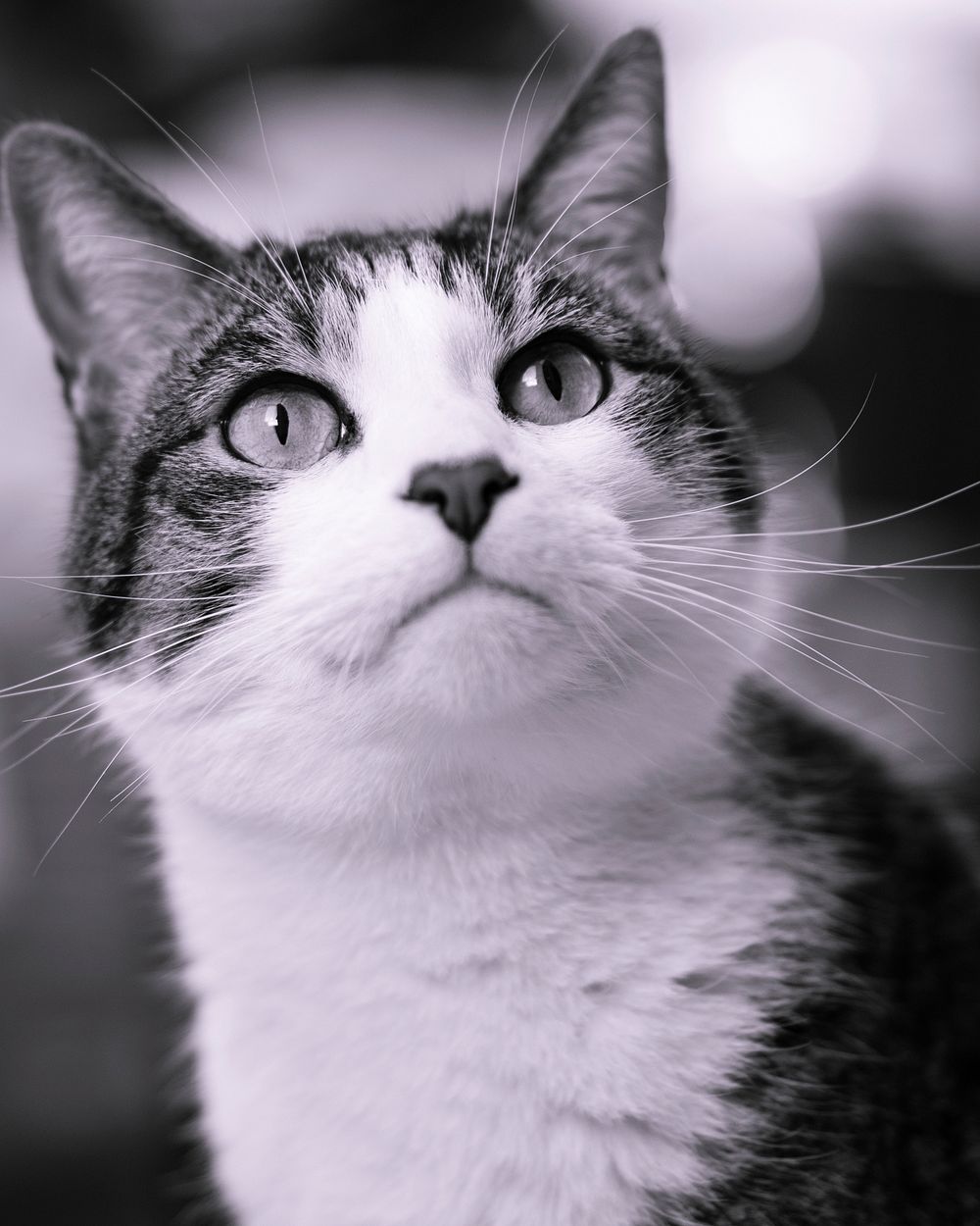 Cat looking up, monotone. Original public domain image from Flickr