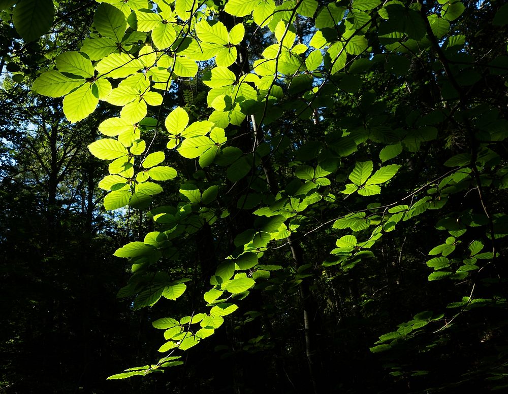 Sunlight on beech leaves in Gullmarsskogen ravine.