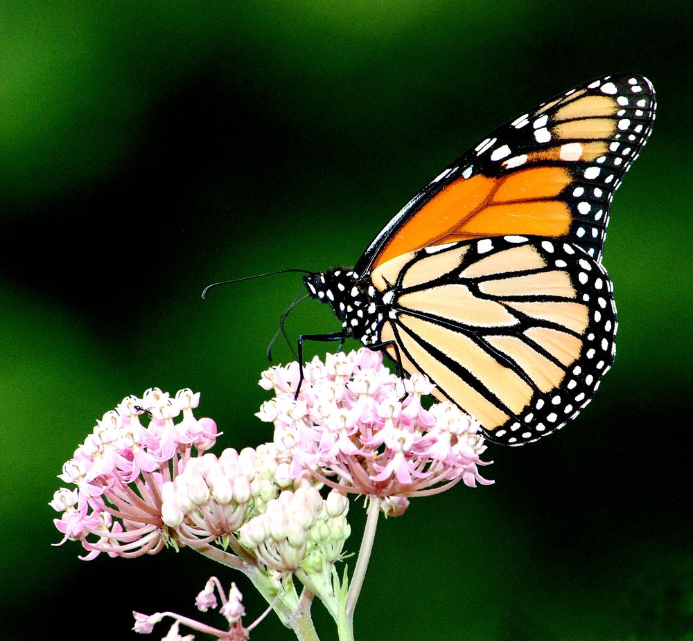 Monarch Butterfly on Swamp Milkweed. Spotted in the monarch garden at the Michigan Private Lands Office. Original public…