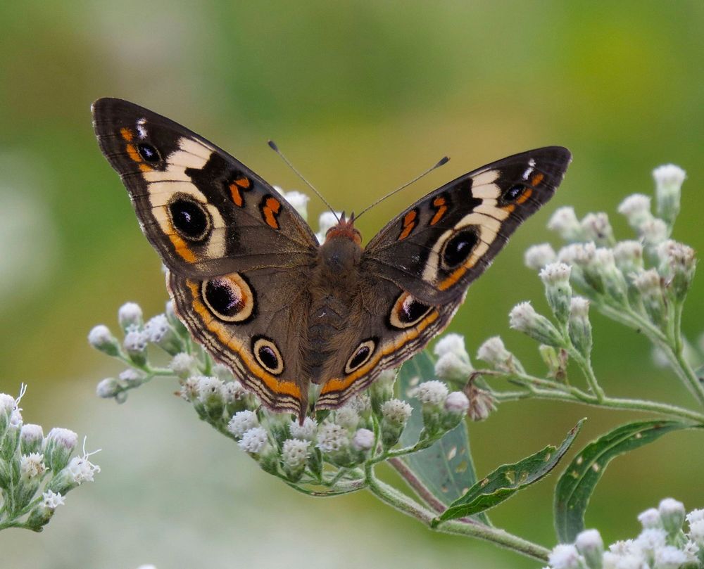 Common buckeye butterfly feeding on boneset flower nectar. Original public domain image from Flickr