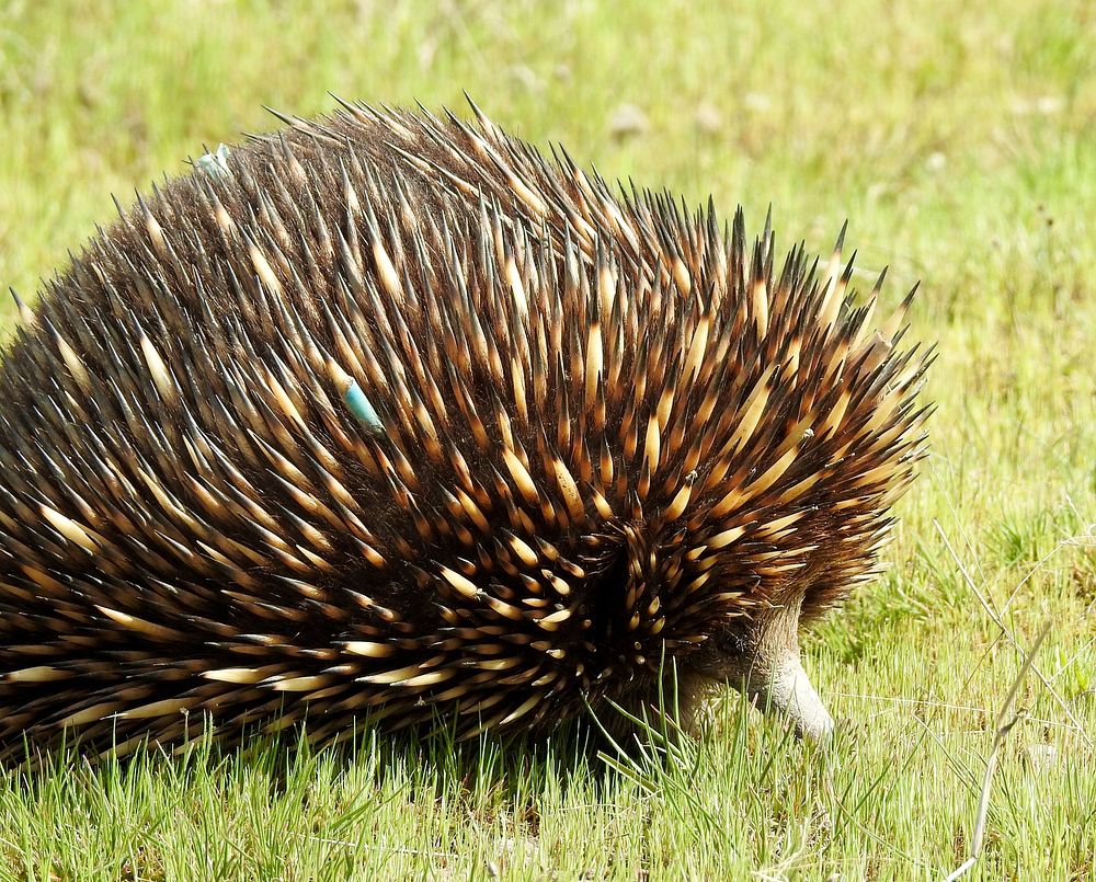 Echidna on the move.