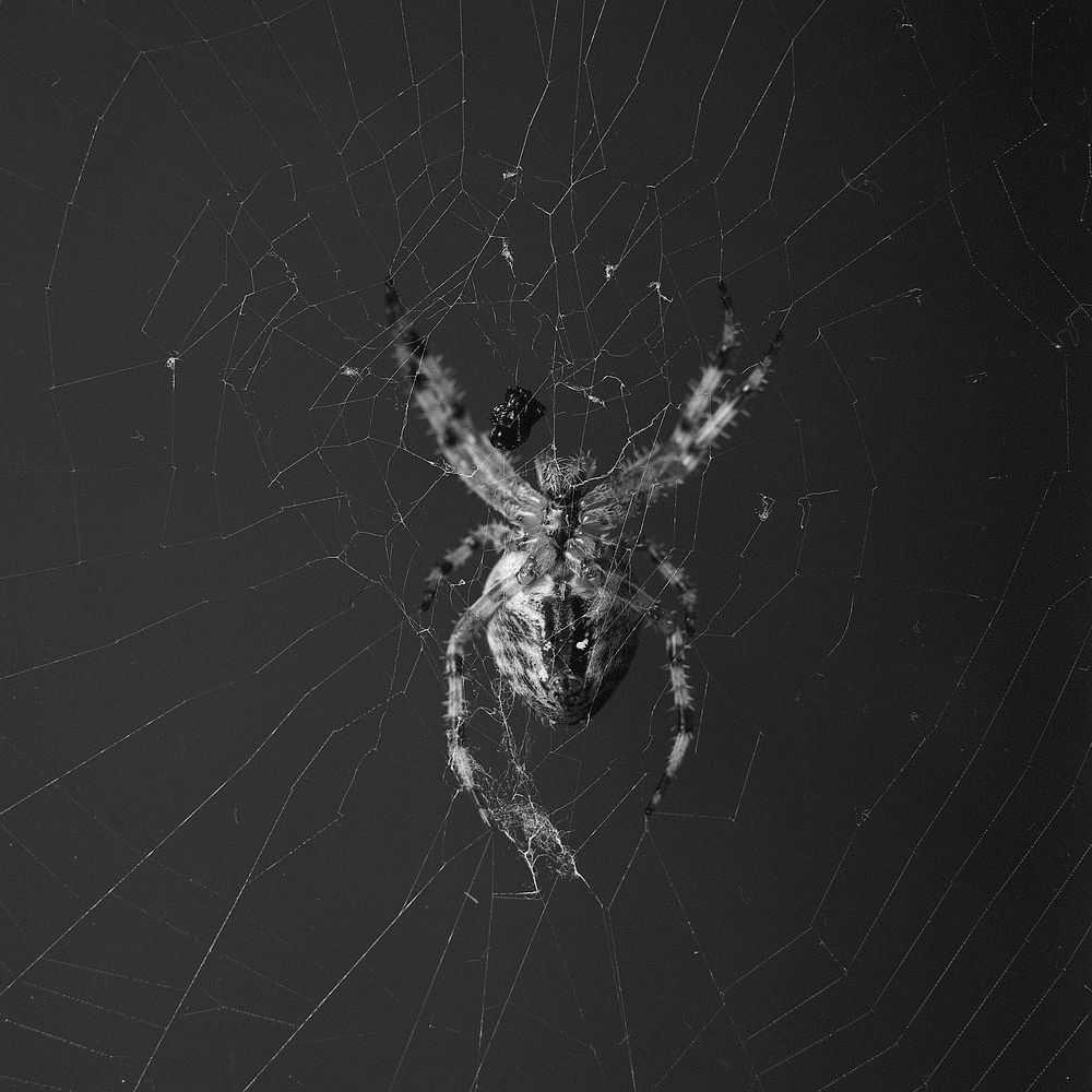 Spider in web, animal photography. Free public domain CC0 image.