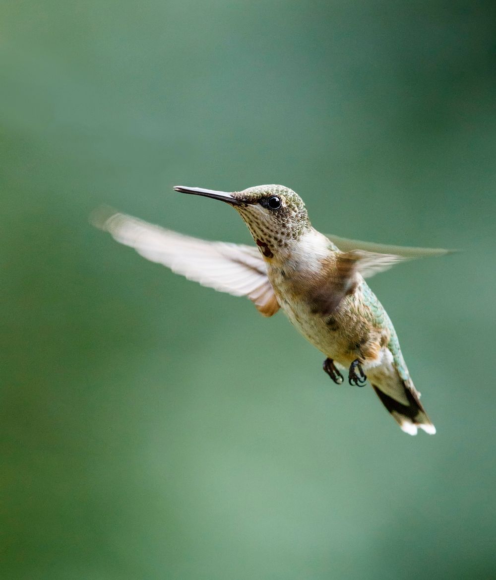 Female ruby-throated hummingbird. Free public domain CC0 image.