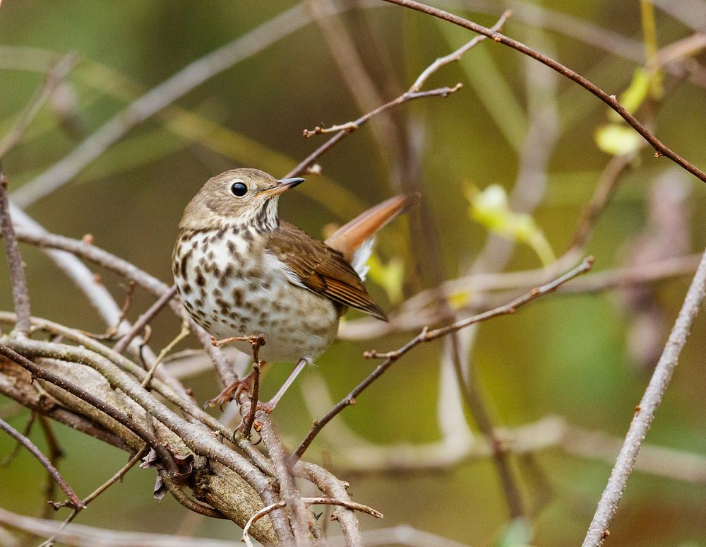 Hermit thrush bird. Free public | Free Photo - rawpixel