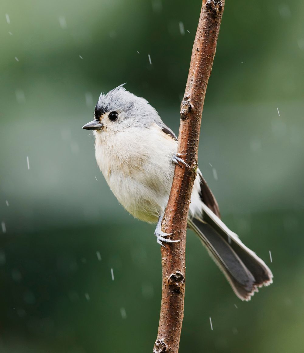 Tufted titmouse bird. Free public domain CC0 image.