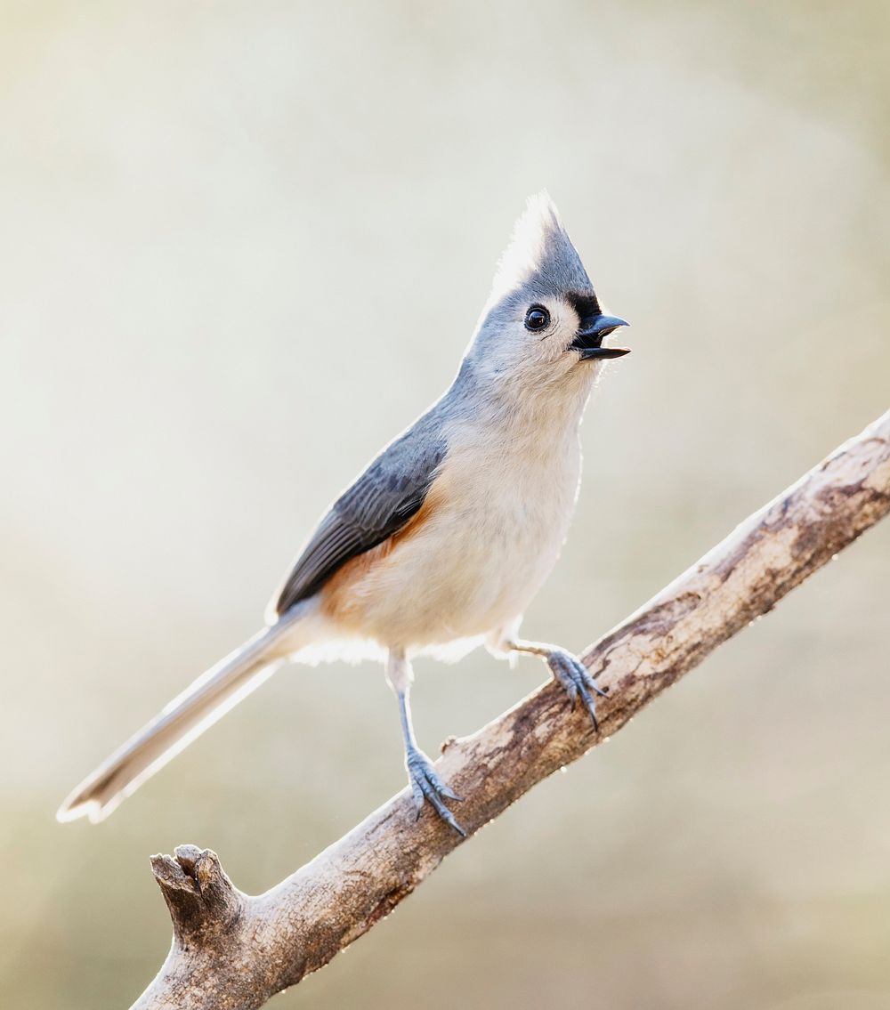 Tufted titmouse bird. Free public domain CC0 photo.