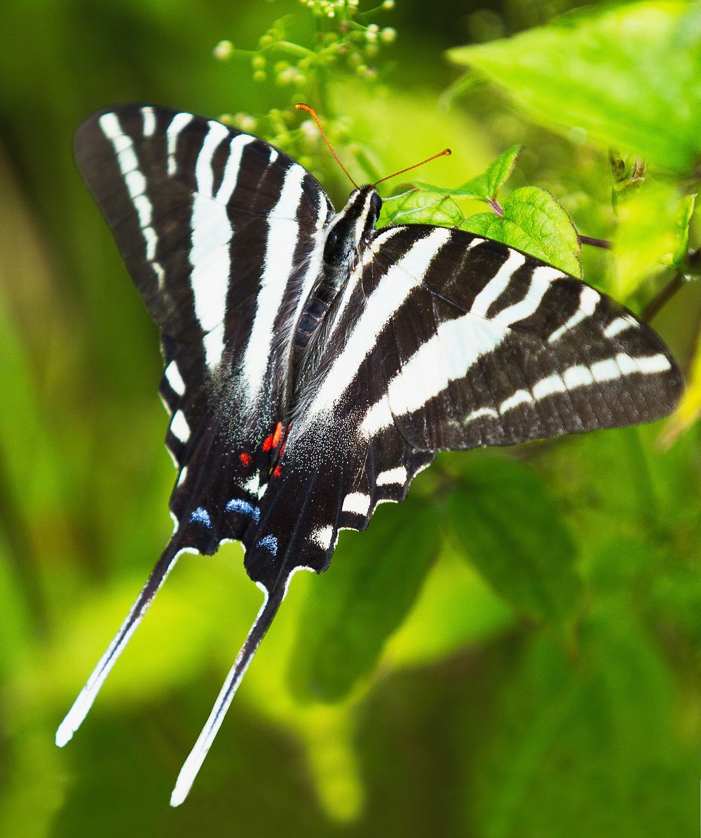 Zebra swallowtail butterfly. Free public domain CC0 photo.
