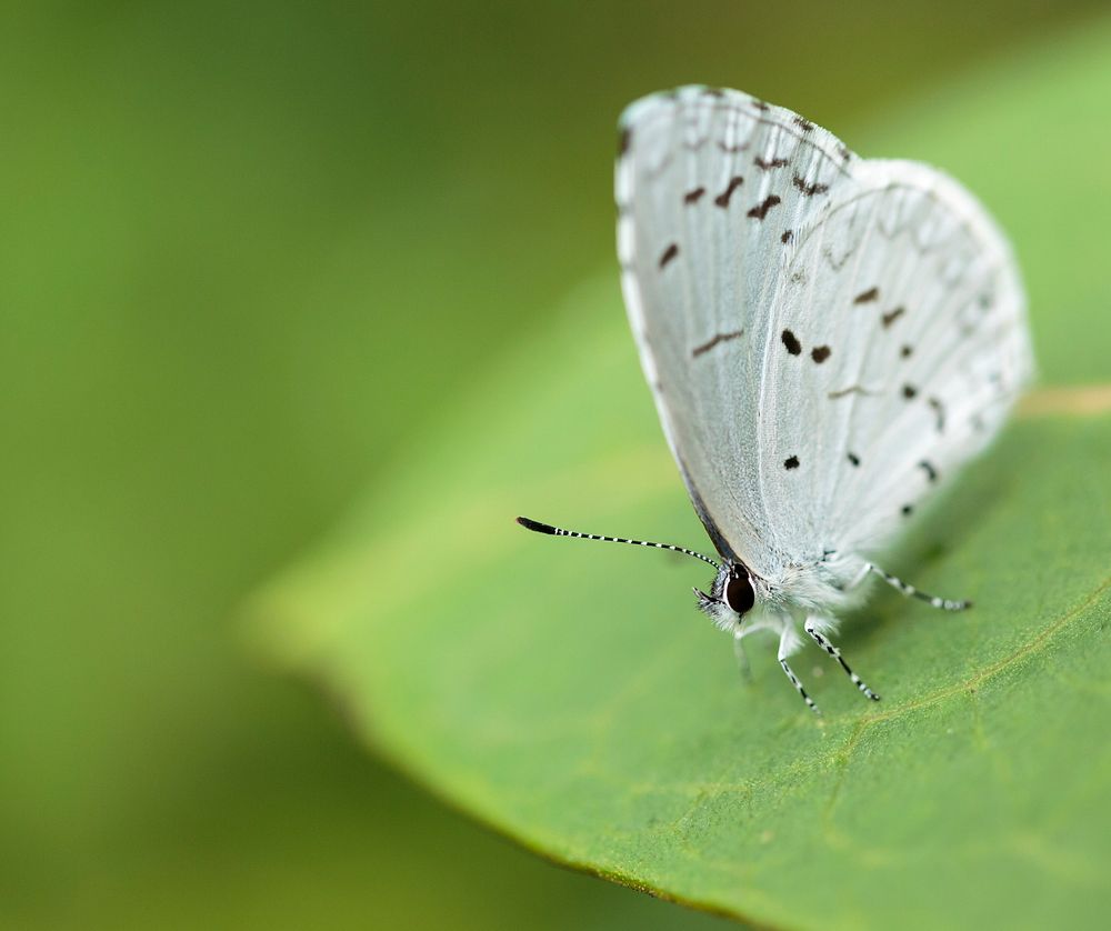 Summer Azure Butterfly. Free public domain CC0 photo.