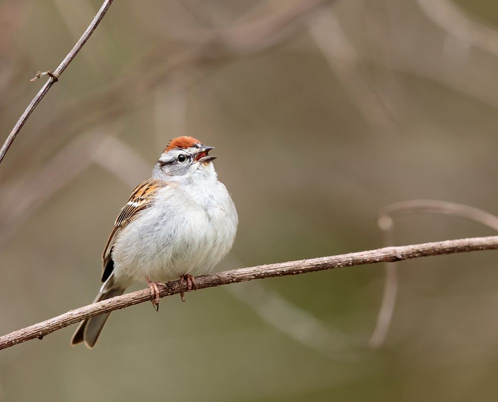 Chipping sparrow bird. Free public domain CC0 photo.