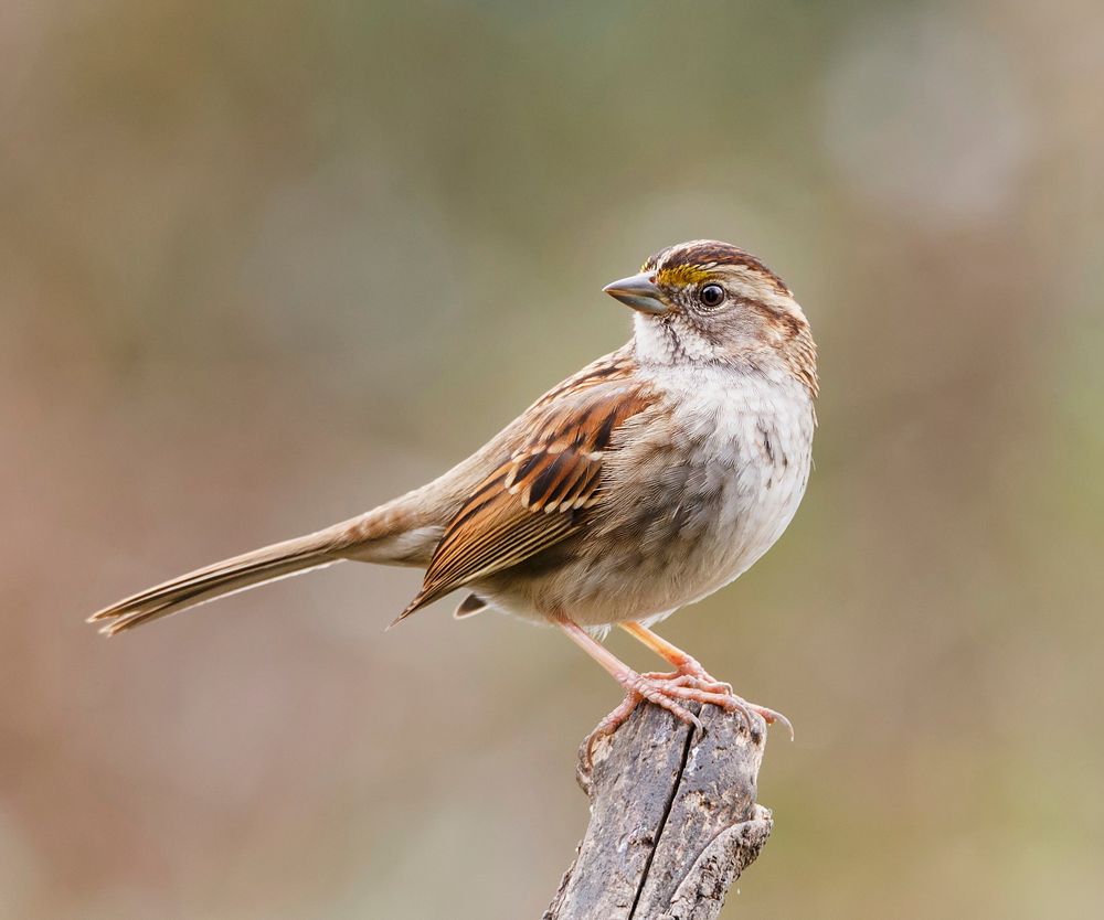 White-throated sparrow bird. Free public domain CC0 image.