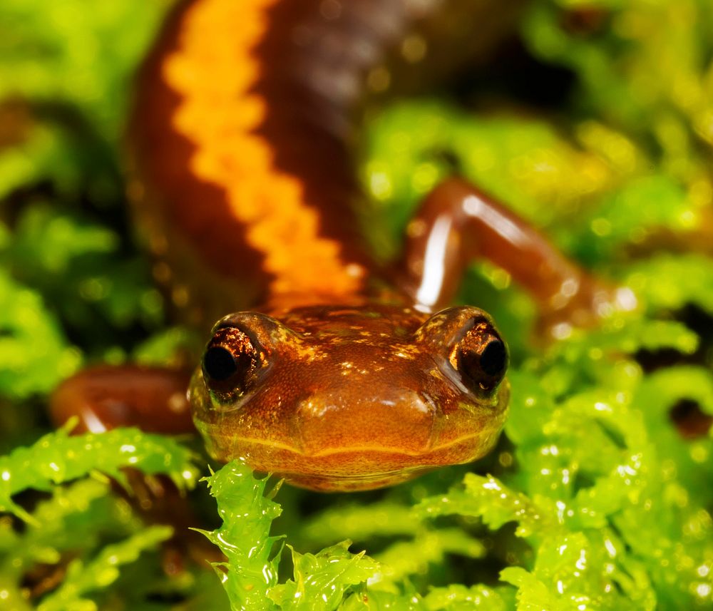 Shenandoah salamander. Free public domain CC0 photo.
