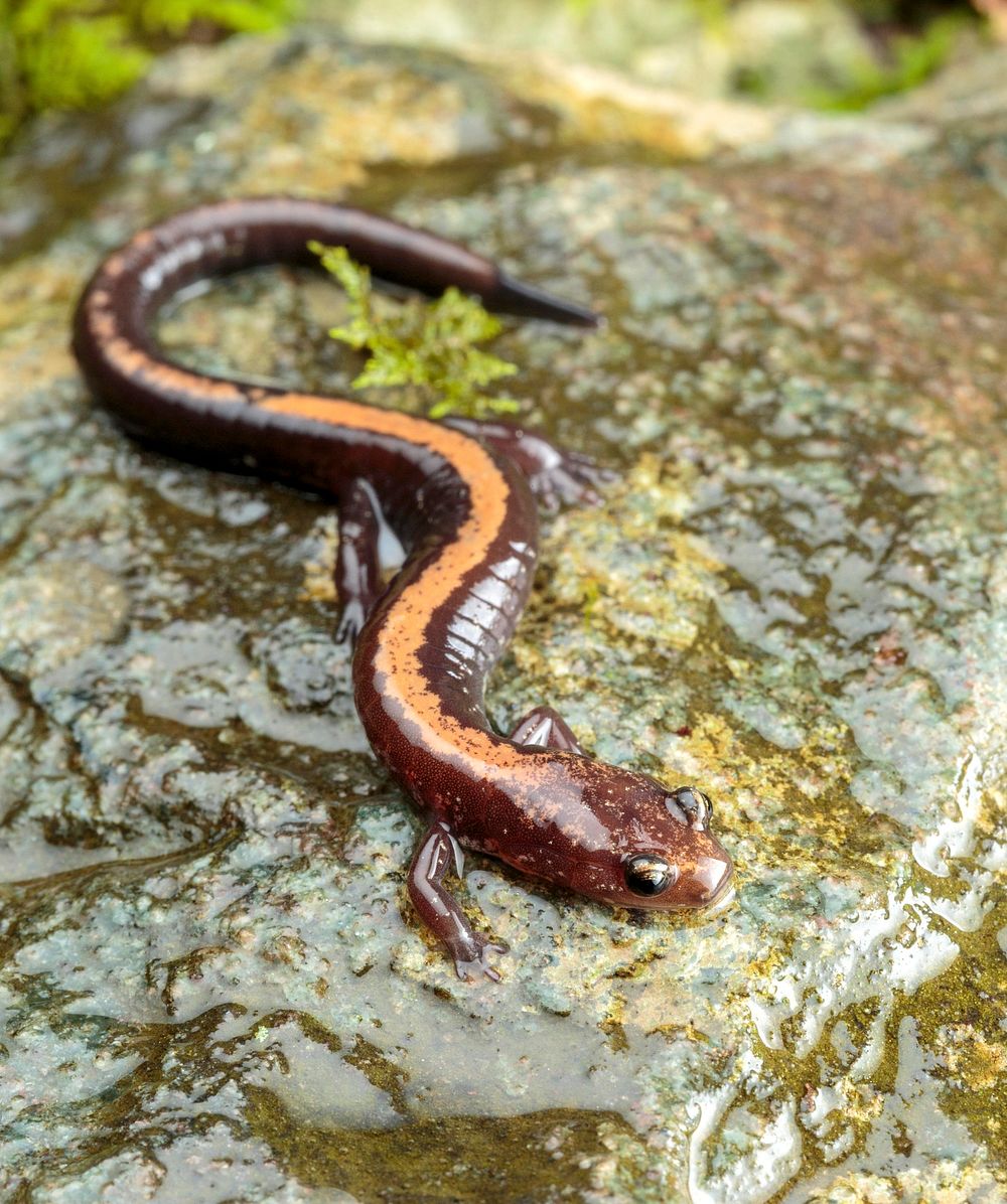 Shenandoah salamander. Free public domain CC0 photo.