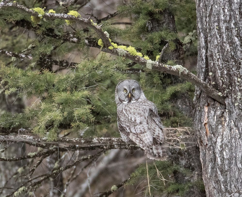 Great Gray Owl by Jim Peaco. Original public domain image from Flickr