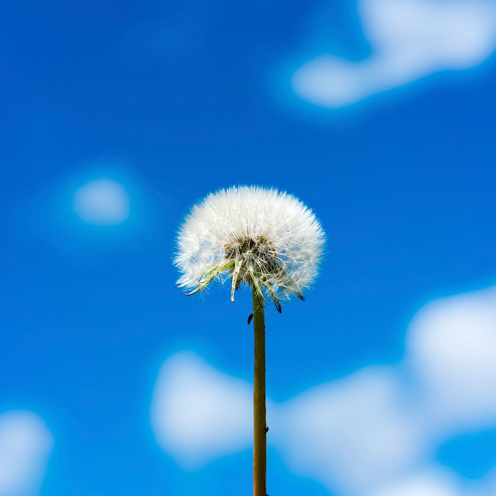 Dandelion against blue sky. Original public domain image from Flickr