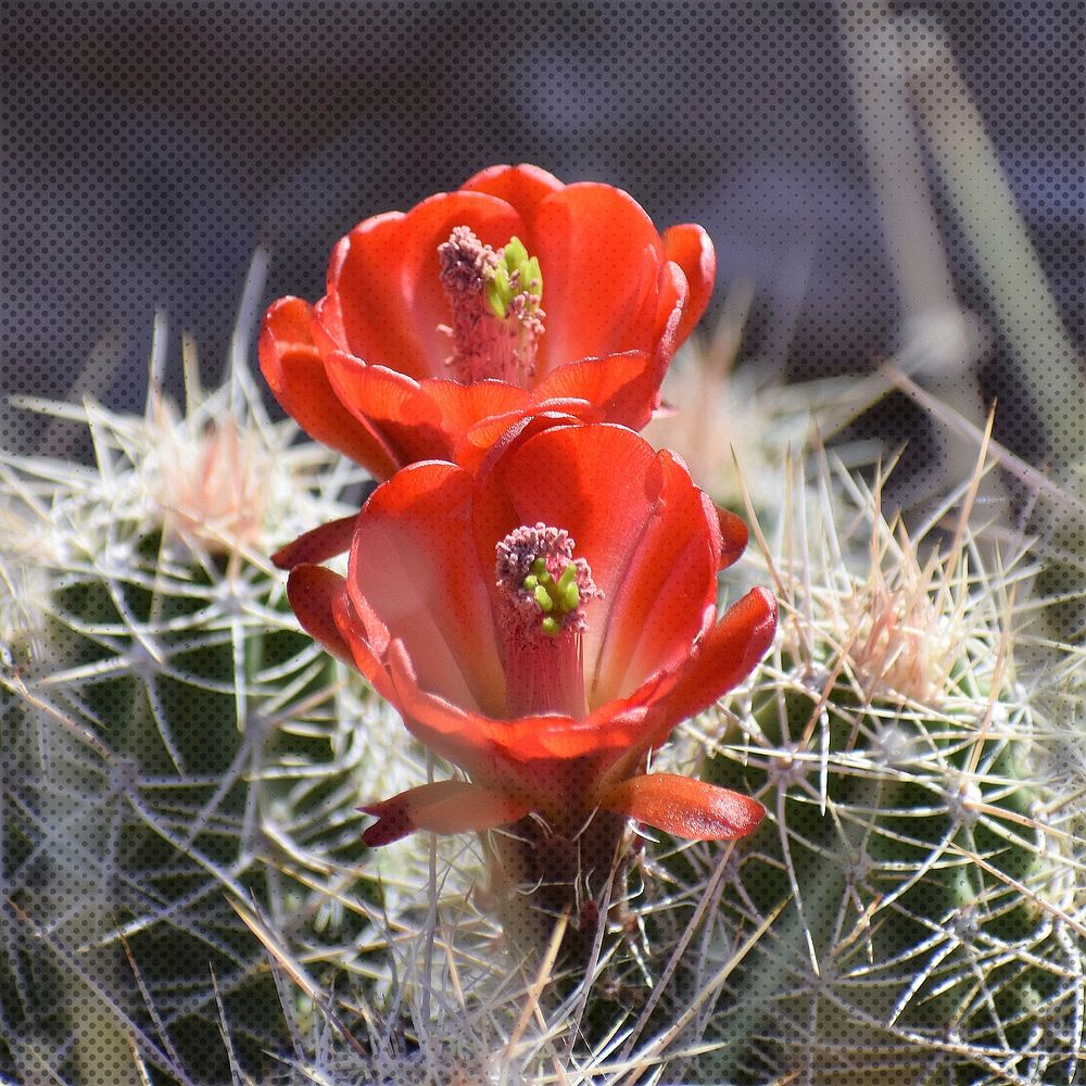 Claret Cup bloom. Original public domain image from Flickr