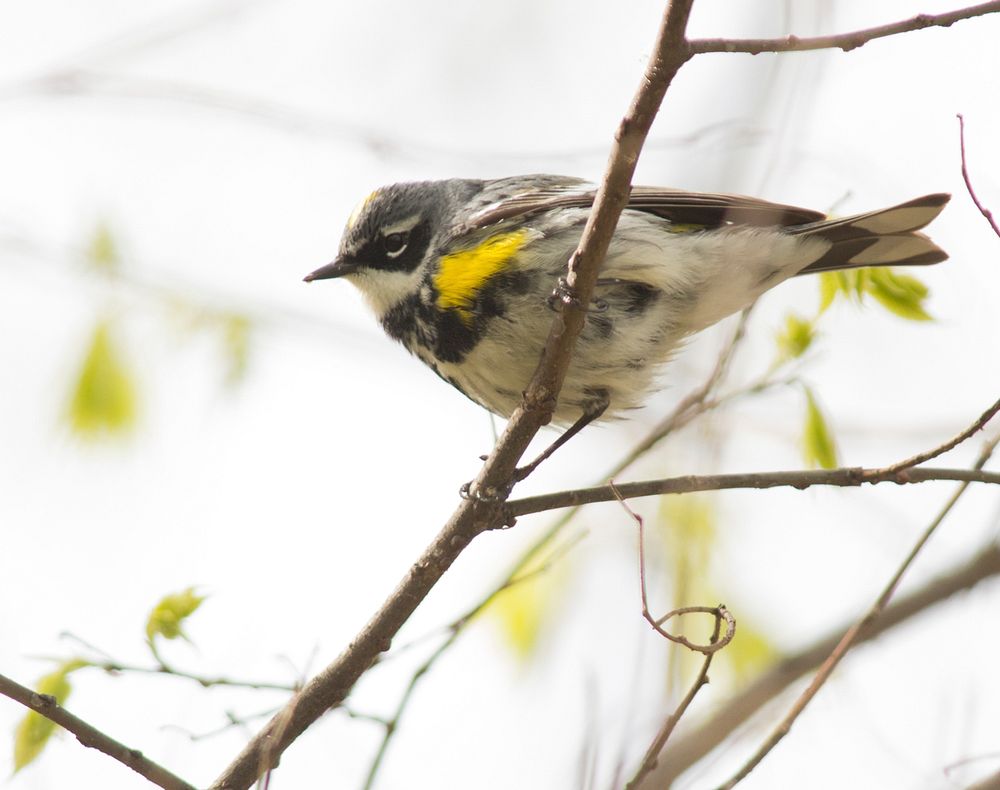 Yellow-rumped WarblerPhoto by Nate Rathbun/USFWS. Original public domain image from Flickr