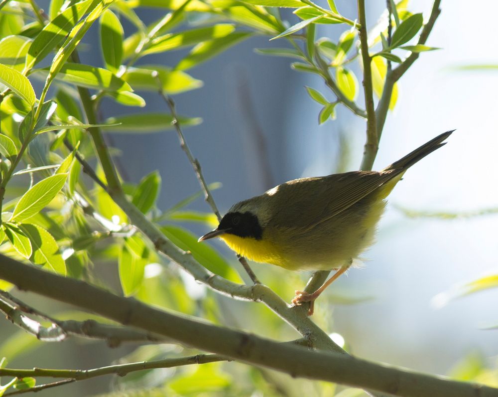 Common YellowthroatPhoto by Nate Rathbun/USFWS. Original public domain image from Flickr