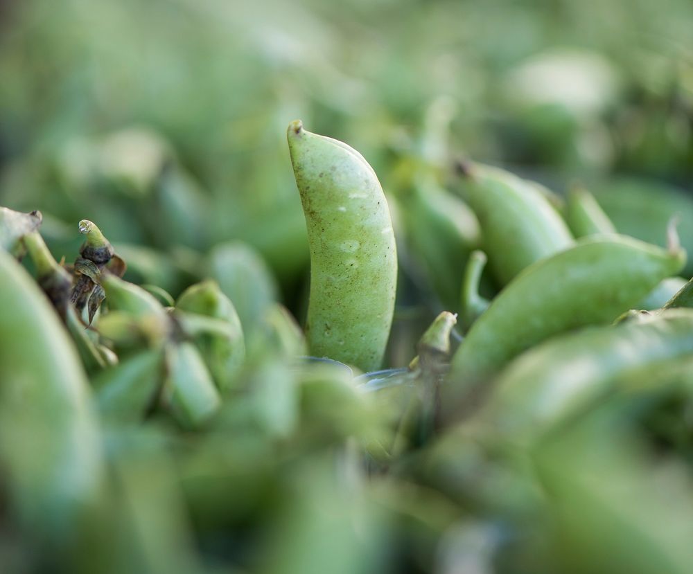 Peas on sale by vendors at the U.S. Department of Agriculture (USDA) Farmers Market in Washington, D.C., on May 26, 2017.