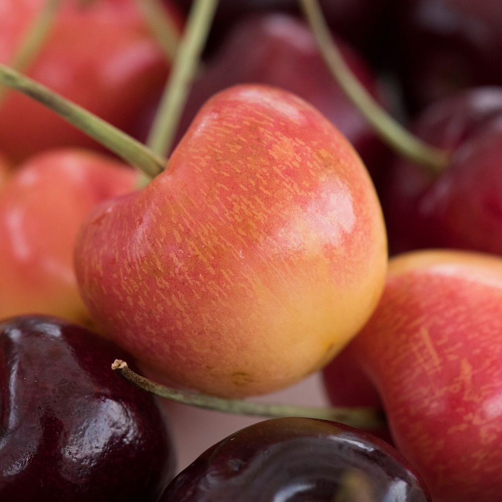 Today’s U.S. Department of Agriculture (USDA) Farmers Market VegUcation tent features cherries sampled with vanilla ice…