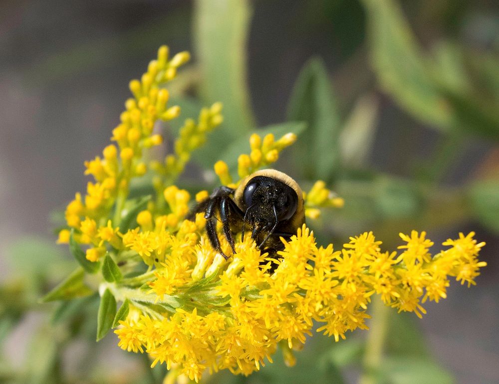 bumblebeeThis bumble bee was found in Illinois on restored habitat for wildlife. Photo by Mike Budd/USFWS. Original public…
